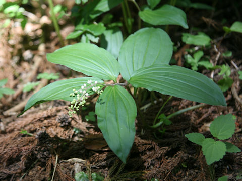 Smilacina japonica