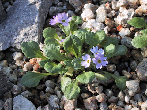 Primula modesta var. fauriei