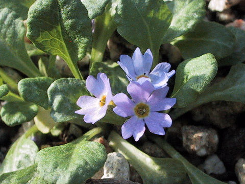 Primula modesta var. fauriei