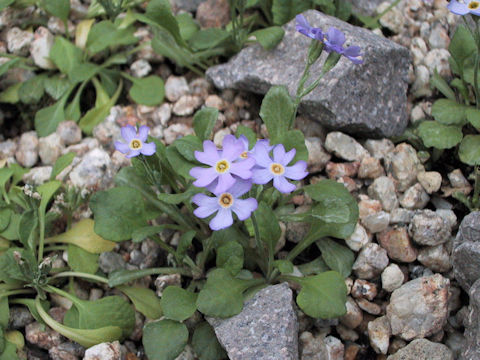 Primula modesta var. fauriei