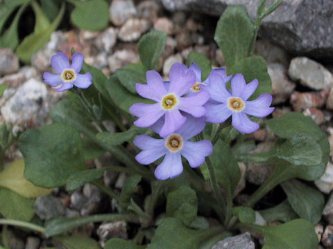 Primula modesta var. fauriei