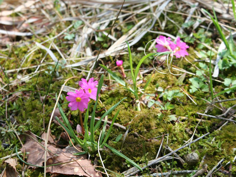 Primula modesta var. fauriei