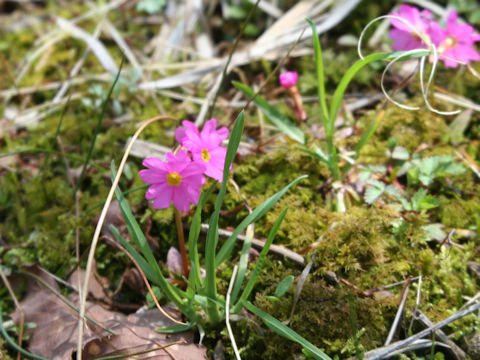 Primula modesta var. fauriei