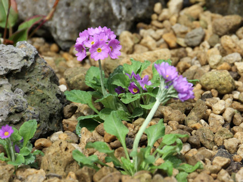 Primula modesta var. fauriei