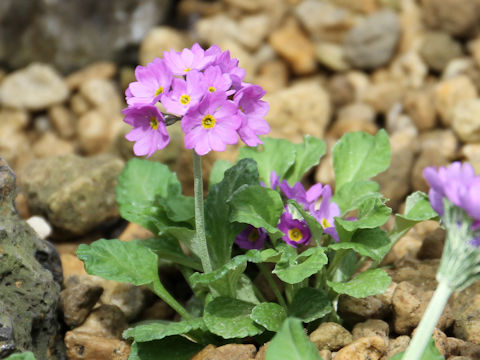 Primula modesta var. fauriei