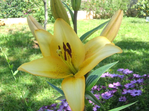 Lilium cv.