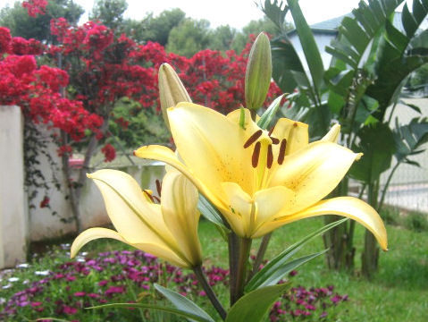 Lilium cv.