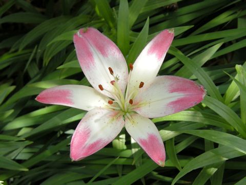 Lilium cv.