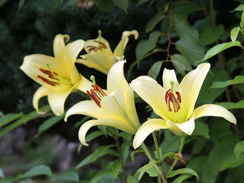 Lilium cv.