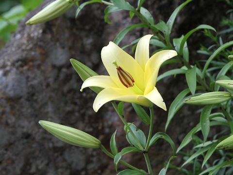 Lilium cv.