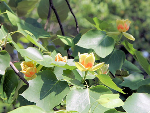 ユリノキ Liriodendron Tulipifera