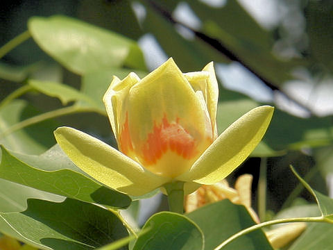 Liriodendron tulipifera