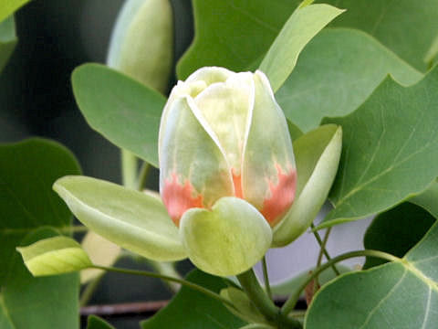 Liriodendron tulipifera