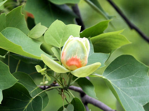 Liriodendron tulipifera