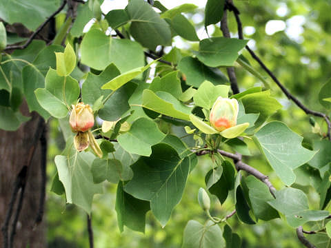 Liriodendron tulipifera