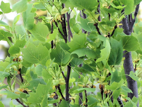 Liriodendron tulipifera