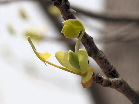 Liriodendron tulipifera