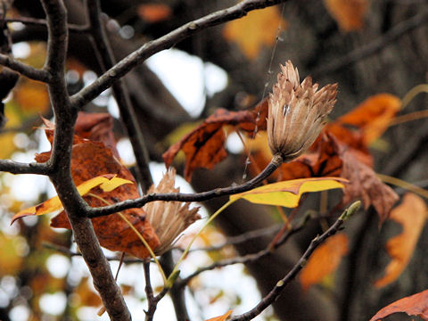 Liriodendron tulipifera