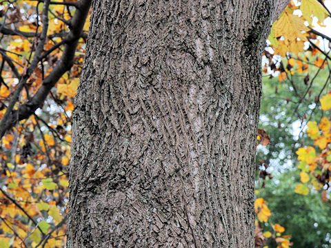 Liriodendron tulipifera