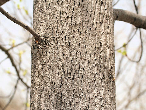 Liriodendron tulipifera