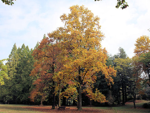 Liriodendron tulipifera