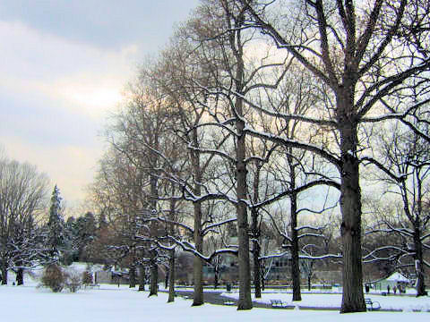 Liriodendron tulipifera