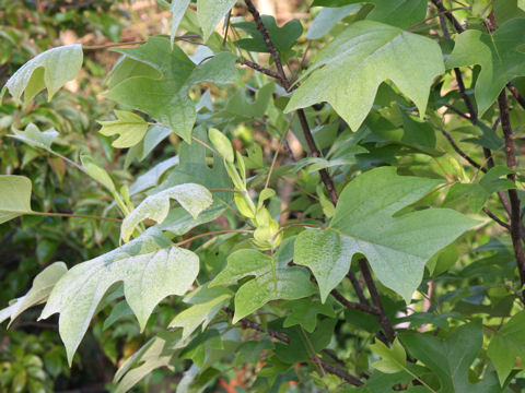 Liriodendron tulipifera