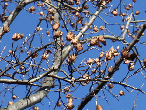 Liriodendron tulipifera