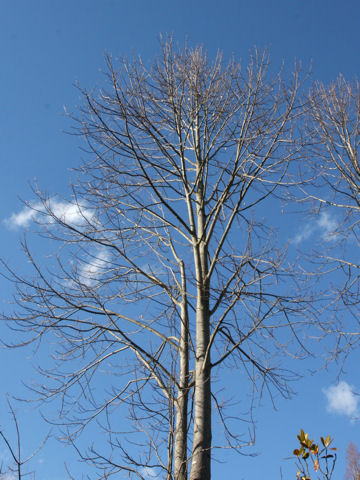 Liriodendron tulipifera