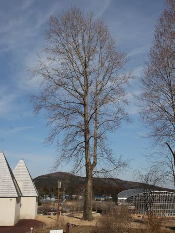 Liriodendron tulipifera