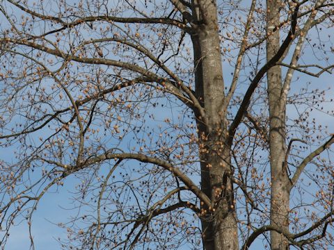 Liriodendron tulipifera