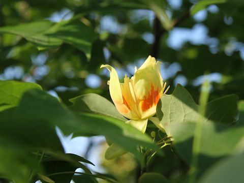 Liriodendron tulipifera