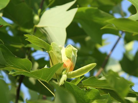 Liriodendron tulipifera