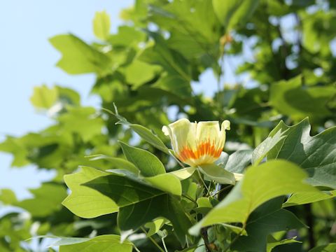 Liriodendron tulipifera