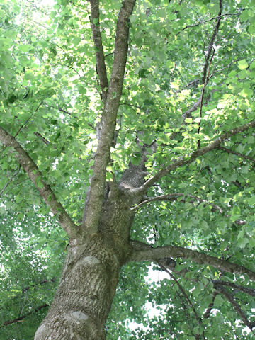 Liriodendron tulipifera