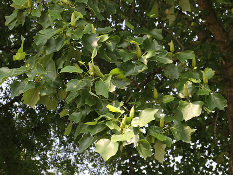 Liriodendron tulipifera