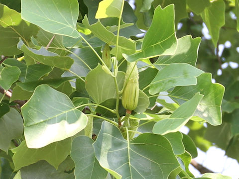 Liriodendron tulipifera