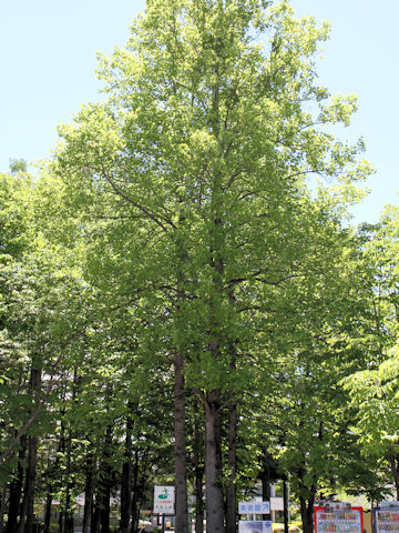 Liriodendron tulipifera