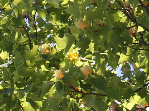 Liriodendron tulipifera