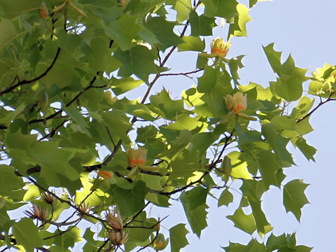 Liriodendron tulipifera