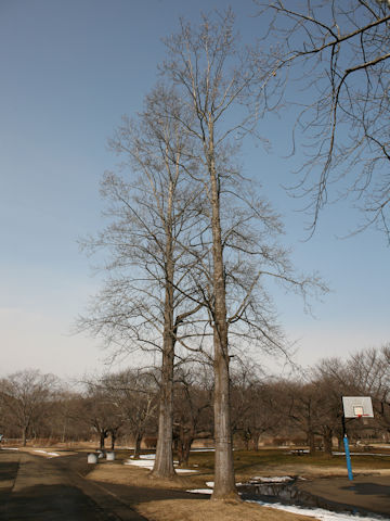 Liriodendron tulipifera