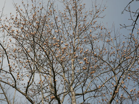 Liriodendron tulipifera