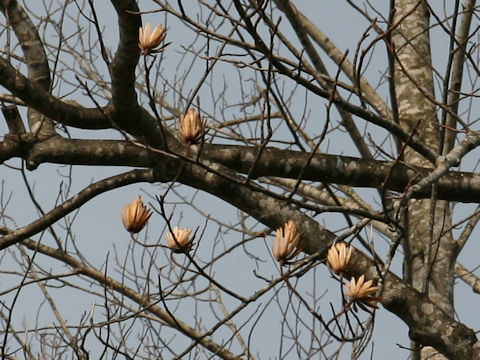 Liriodendron tulipifera