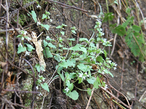 Wasabia tenuis