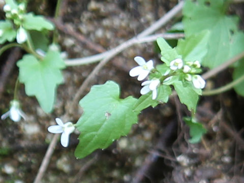 Wasabia tenuis