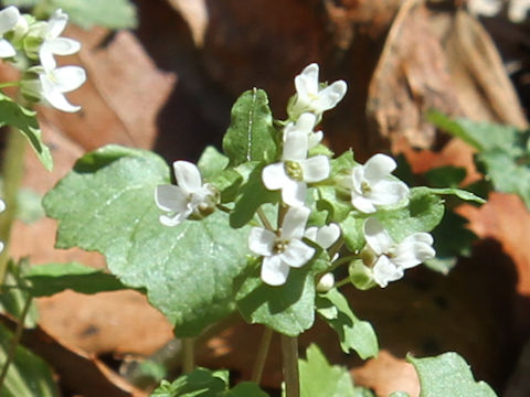 Wasabia tenuis