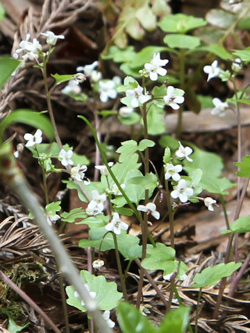 Wasabia tenuis