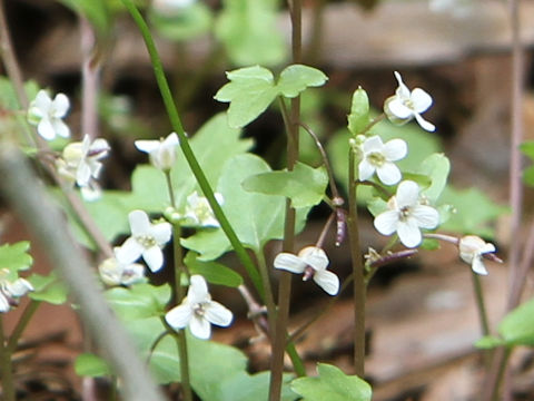 Wasabia tenuis