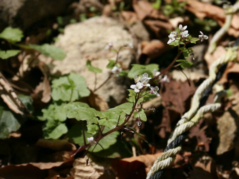 Wasabia tenuis