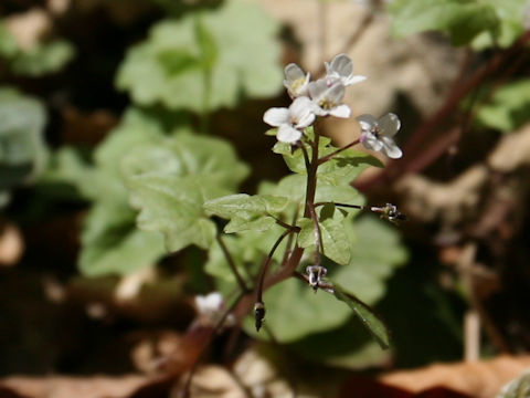 Wasabia tenuis